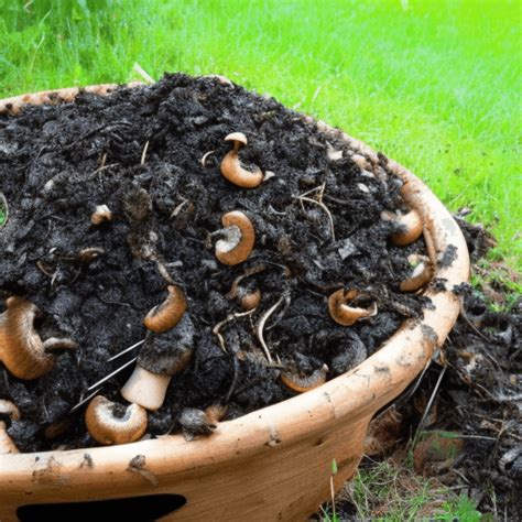 What Is Mushroom Compost And How To Use It Thinkin Greener