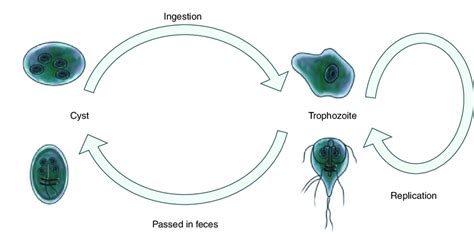 Types Of Protozoans