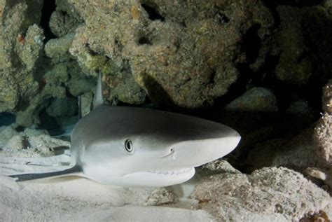 Avent Rate A Conocer La Hist Rica Cueva De Los Tiburones Dormidos