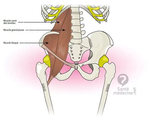 Anatomie Du Muscle Lombaire