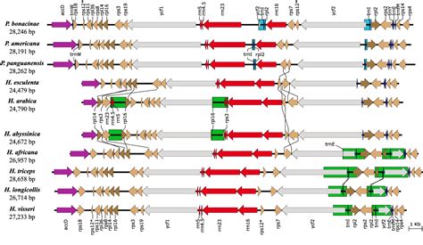 Figure 1 From Structural Plastome Evolution In Holoparasitic