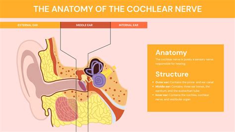 The Anatomy of the Cochlear Nerve Infographic Template – Infografolio