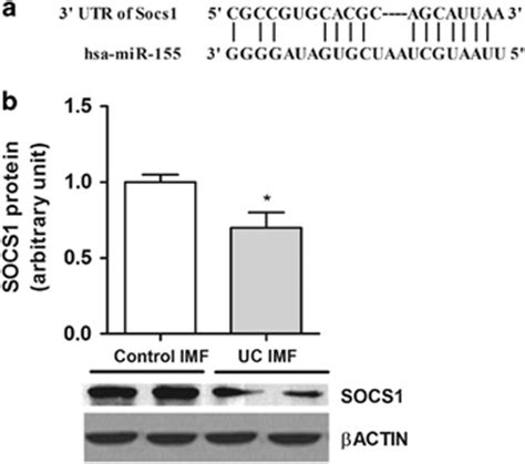 MiR 155 Modulates The Inflammatory Phenotype Of Intestinal