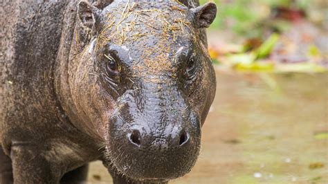 Houston Zoo welcomes pygmy hippo to the family! | Raw video | khou.com