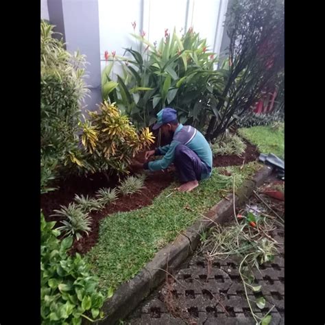 Perawatan Taman Merapikan Tanaman Gardener Asuransi Bintang 22 06 22