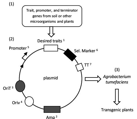 Generalized Method For Creating Transgenic Plants Using The A