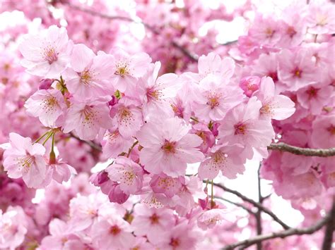 Softness Pollen Flowering Plant Tree Leaf Cherry Pink Beauty In