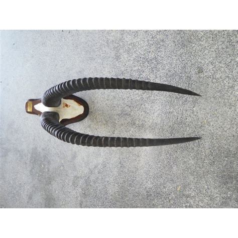 Mounted African Sable Antelope Horns | Chairish