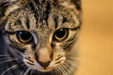 Avvelenamento Da Insetticidi Nel Gatto Come Intervenire Subito