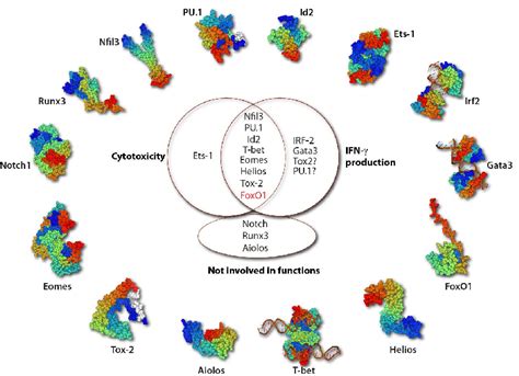 TFs Involved In The Effector Functions Of NK Cells The 3 D Protein