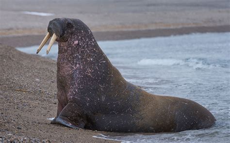 Wildlife of Svalbard. Svalbard (Spitsbergen) Archipelago, Norway | Mike ...