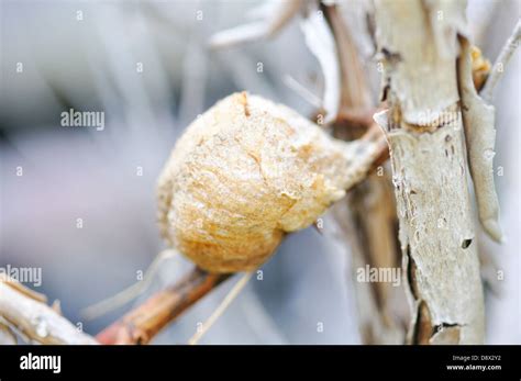 Praying Mantis Egg Sack Stock Photo Alamy