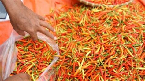 Harga Cabai Rawit Di Gorontalo Turun Jadi Rp Per Kg