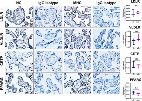 Microphotographs Of Immunohistochemistry Analysis In Placental Sections