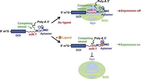 Conditional Regulation Of Gene Expression By Ligand Induced Occlusion