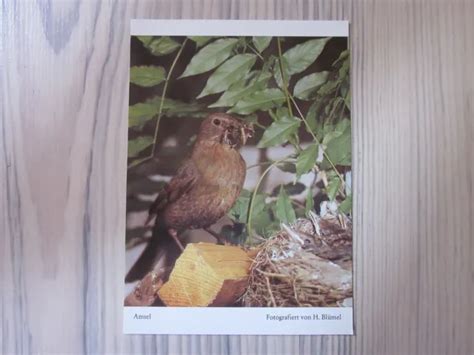 DDR ALTE Postkarte AK Karte Mit VOGELMOTIV AMSEL Ungelaufen EUR 1