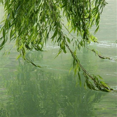 200pcs Willow Tree Seeds Water Willow Weeping Willow Salix