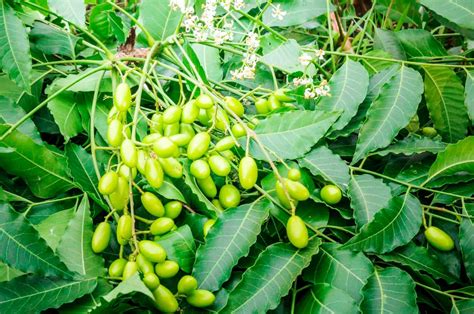 Neem Tree 25 Seeds Medicinal Neem Seeds Azadirachta Indica Etsy