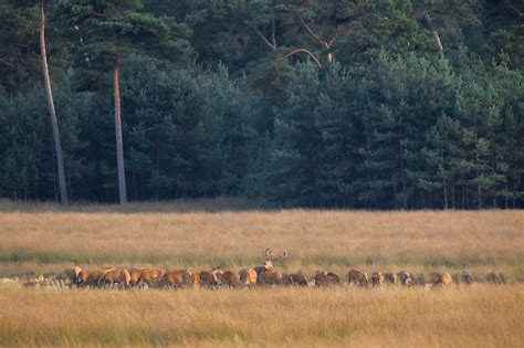 Grupo De Ciervos Rojos Parados En Campo Seco En La Naturaleza Oto Al