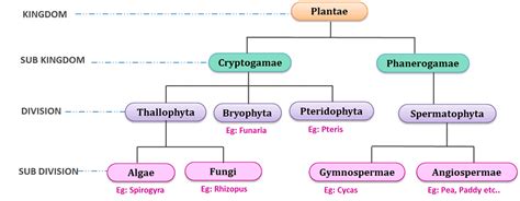 Biological Classification Chapter Notes Biology Class 11 Neet Pdf