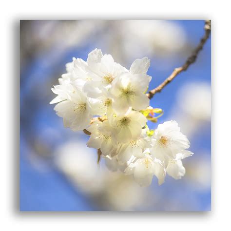 Cherry Blossoms Dan Jeory Photography