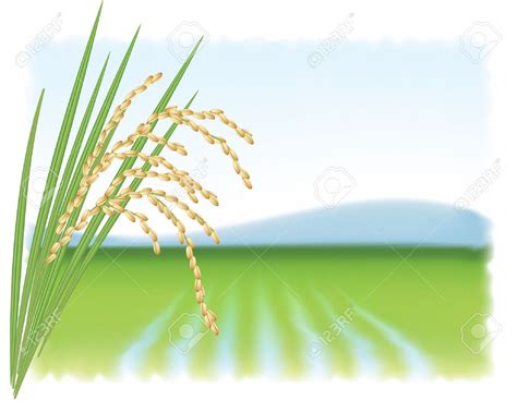 Rice Field ClipArt