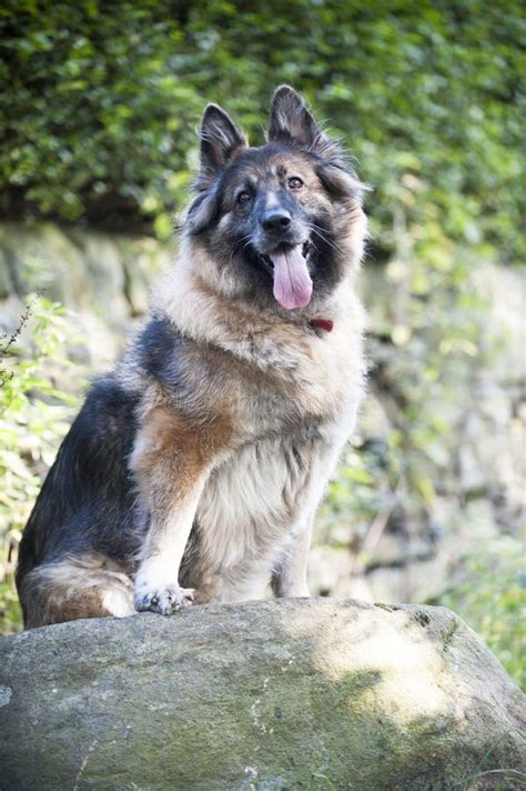 Cão De Pastor Alemão Fêmea Com Filhotes De Cachorro Imagem De Stock