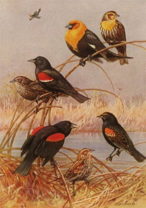 1930s Redwing Blackbirds Bird Print Antique Bird Illustration Art