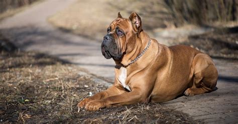 Cane Corso Dog Breed Complete Guide Az Animals