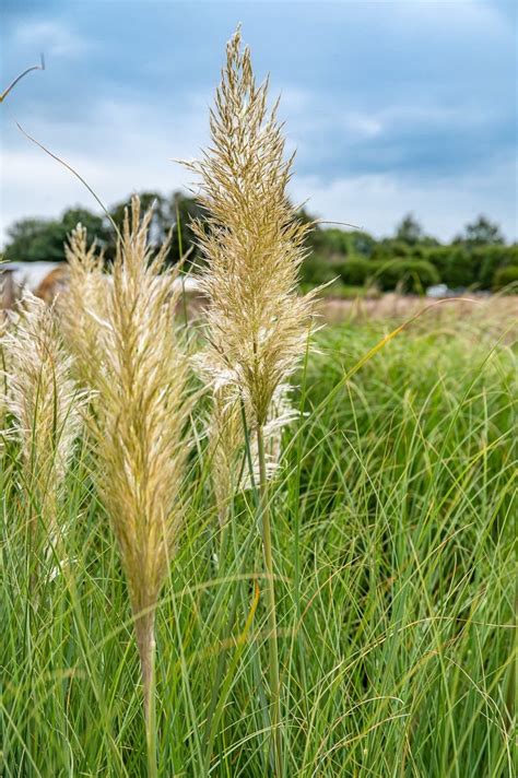 Cortaderia selloana Senior Pampasgras Senior jetzt günstig online