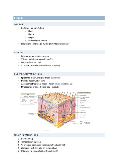 De Huid Samenvatting Van De Huid Anatomie En Fysiologie Een