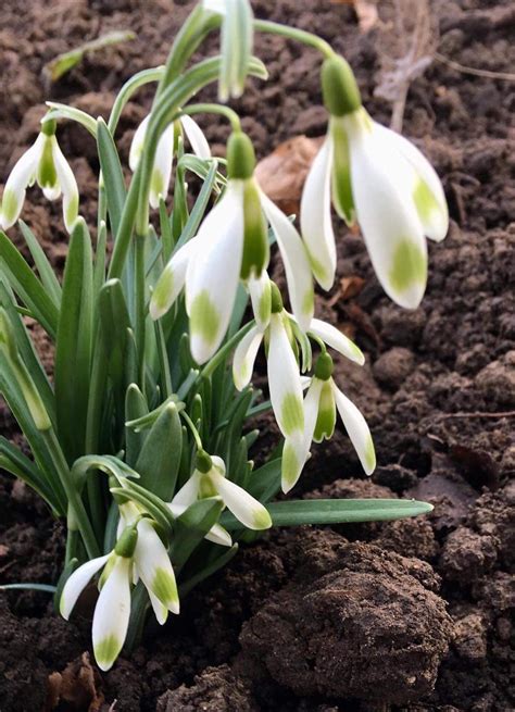 Galanthus Nivalis ‘lucky Star Morlas Plants