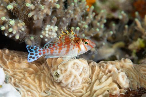 dwarf hawkfish cirrhitichthys falco stock image image  lens taxon
