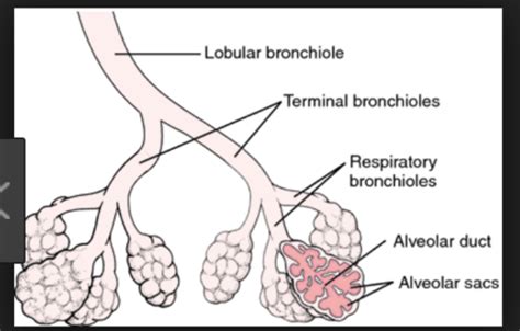 Alveolar Ducts Alveolar Sacs And The Alveoli Flashcards Quizlet