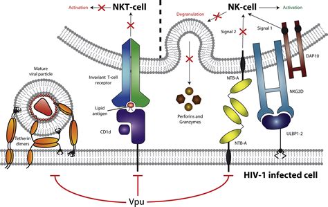 Hiv Vpu Disarms Natural Killer Cells Cell Host Microbe