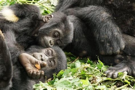 WHY DOES IT MATTER FOR MOUNTAIN GORILLA CONSERVATION? | International ...