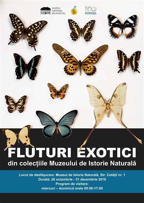 Credidam Fluturi Exotici Din Colec Iile Muzeului De Istorie Natural