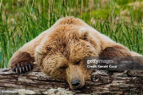 66 Grizzly Bears Sleeping Stock Photos High Res Pictures And Images