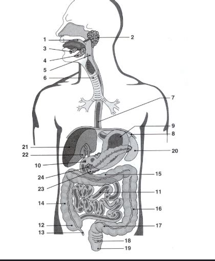 Digestive System Quiz Diagram Quizlet