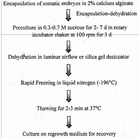 Advantages And Disadvantages Of Commonly Used Cryopreservation