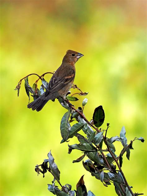 Female Blue Grosbeak - FeederWatch