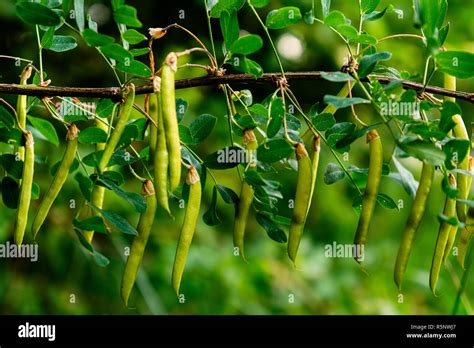 Acacia Pods Stock Photos & Acacia Pods Stock Images - Alamy