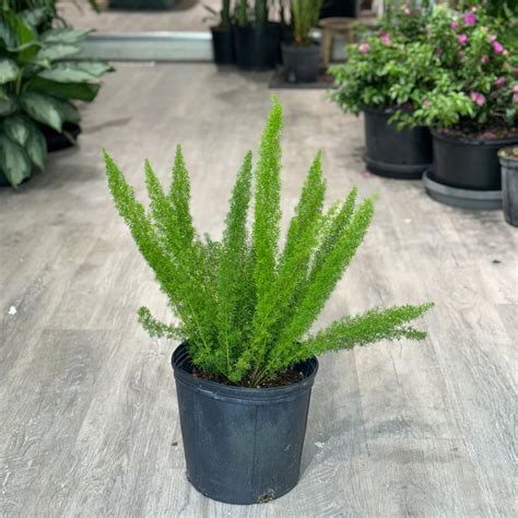 Foxtail Fern 6 Inch Pot Promise Supply