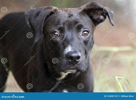 Lab Mix Pitbull Black at Harry Oloughlin blog