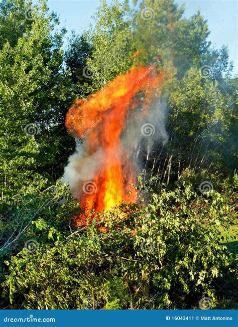 Downed Trees On Fire Stock Image Image Of Disaster Fire 16043411