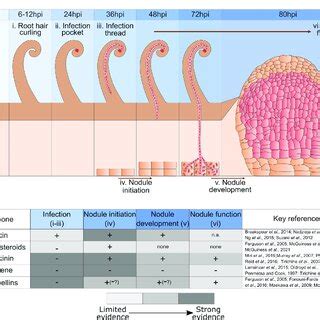 Temporal And Spatial Sequence Of Events During Nodulation In The Cortex