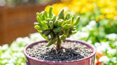 Crassula Ovata Gollum Cuidados Y Caracter Sticas