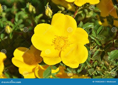 Rosa Foetida Known By Several Common Names Including Austrian Briar