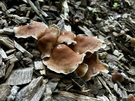 Se Pa Id Help Mushroom Hunting And Identification Shroomery Message