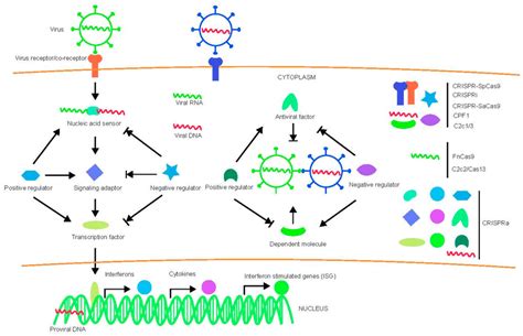 Diagram Of Virus Host Interactions And Possible Targets For Various